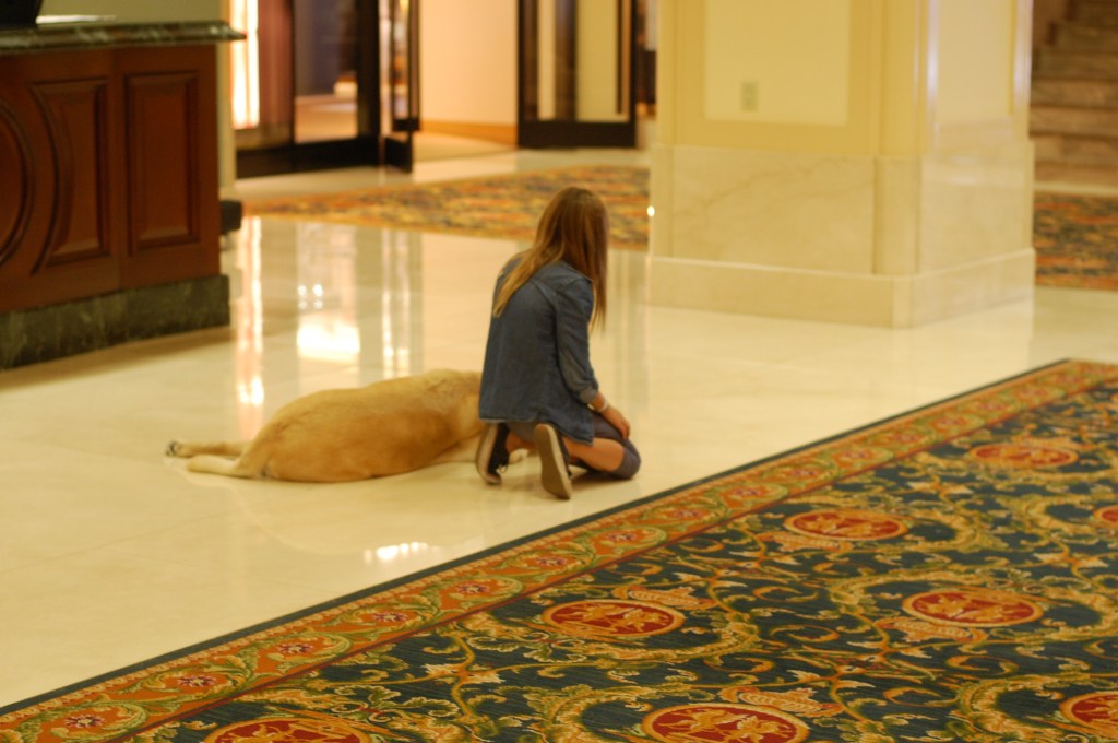 Mavis the canine ambassador of The Fairmont in Vancouver